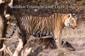 Golden Triangle Tiger Tour